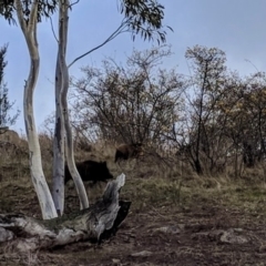 Sus scrofa (Pig (feral)) at Cooleman Ridge - 17 Jun 2018 by HelenCross