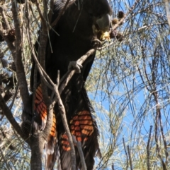 Calyptorhynchus lathami (Glossy Black-Cockatoo) at Hackett, ACT - 7 Sep 2014 by anthonyhenshaw