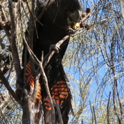 Calyptorhynchus lathami lathami (Glossy Black-Cockatoo) at Hackett, ACT - 7 Sep 2014 by anthonyhenshaw