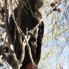 Calyptorhynchus lathami lathami at Hackett, ACT - suppressed