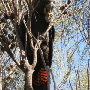 Calyptorhynchus lathami lathami at Hackett, ACT - 7 Sep 2014