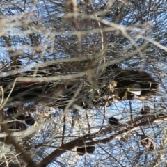 Calyptorhynchus lathami lathami at Hackett, ACT - suppressed