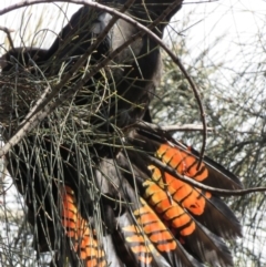 Calyptorhynchus lathami lathami at Hackett, ACT - suppressed