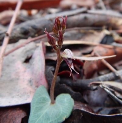 Acianthus collinus (Inland Mosquito Orchid) at Aranda, ACT - 17 Jun 2018 by CathB