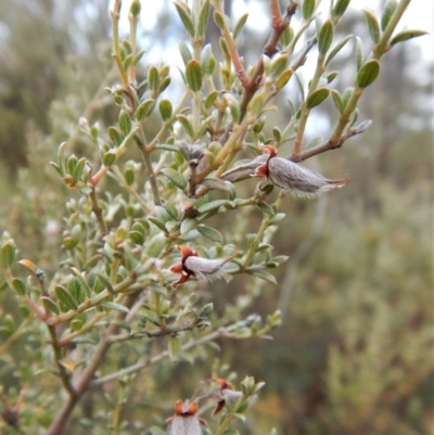 Mirbelia oxylobioides (Mountain Mirbelia) at Aranda Bushland - 14 Jun 2018 by CathB