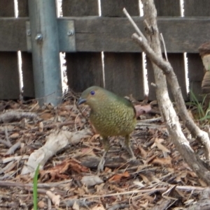 Ptilonorhynchus violaceus at Cook, ACT - 7 Jun 2018 02:27 PM