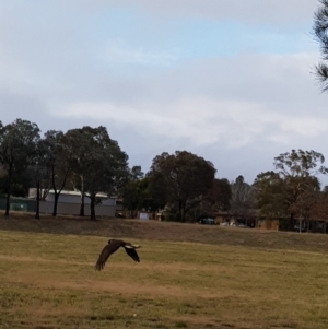 Zanda funerea at Charnwood, ACT - 17 Jun 2018