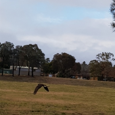 Zanda funerea (Yellow-tailed Black-Cockatoo) at Charnwood, ACT - 17 Jun 2018 by DARK