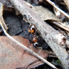 Chelaner kiliani (Kilian's ant) at Point 4081 - 17 Jun 2018 by CathB