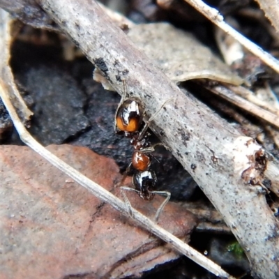 Chelaner kiliani (Kilian's ant) at Dunlop, ACT - 17 Jun 2018 by CathB