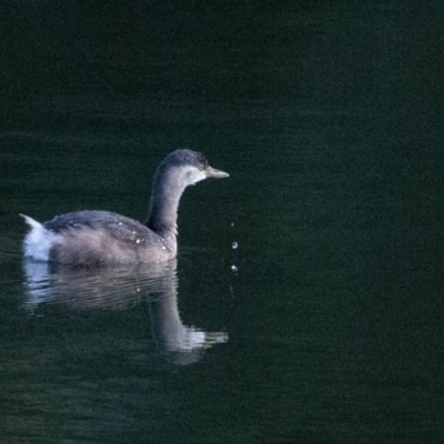 Tachybaptus novaehollandiae (Australasian Grebe) at Stromlo, ACT - 17 Jun 2018 by JonSteinbeck