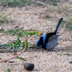 Malurus cyaneus at Stromlo, ACT - 17 Jun 2018