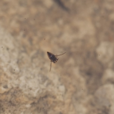 Notonectidae (family) (Backswimmer) at Michelago, NSW - 28 Nov 2011 by Illilanga