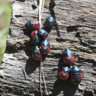 Choerocoris paganus (Ground shield bug) at Michelago, NSW - 13 Feb 2012 by Illilanga