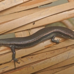 Lampropholis delicata (Delicate Skink) at Aranda, ACT - 17 Mar 2014 by JanetRussell