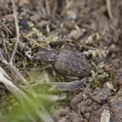 Cubicorhynchus maculatus (Spotted ground weevil) at Michelago, NSW - 15 Nov 2017 by Illilanga