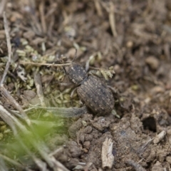 Cubicorhynchus maculatus at Michelago, NSW - 15 Nov 2017