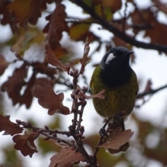 Nesoptilotis leucotis (White-eared Honeyeater) at Red Hill, ACT - 16 Jun 2018 by roymcd