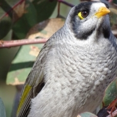 Manorina melanocephala (Noisy Miner) at Red Hill, ACT - 14 Jun 2018 by roymcd