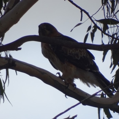 Hieraaetus morphnoides (Little Eagle) by roymcd