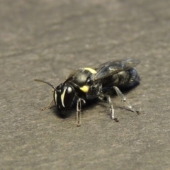 Hylaeus (Hylaeorhiza) nubilosus (A yellow-spotted masked bee) at Pollinator-friendly garden Conder - 28 Dec 2017 by michaelb