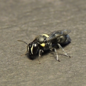 Hylaeus (Hylaeorhiza) nubilosus at Pollinator-friendly garden Conder - 28 Dec 2017 09:20 PM