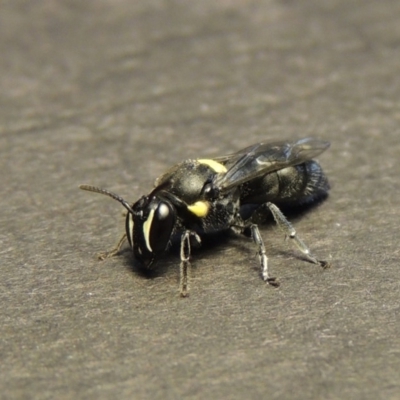 Hylaeus (Hylaeorhiza) nubilosus (A yellow-spotted masked bee) at Conder, ACT - 28 Dec 2017 by MichaelBedingfield