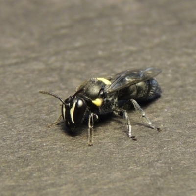 Hylaeus (Hylaeorhiza) nubilosus (A yellow-spotted masked bee) at Pollinator-friendly garden Conder - 28 Dec 2017 by michaelb