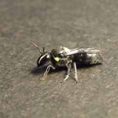 Hylaeus (Hylaeorhiza) nubilosus at Pollinator-friendly garden Conder - 28 Dec 2017