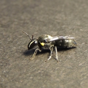 Hylaeus (Hylaeorhiza) nubilosus at Pollinator-friendly garden Conder - 28 Dec 2017 09:20 PM