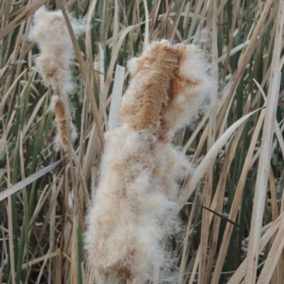 Typha sp. (Cumbungi) at Campbell, ACT - 28 May 2018 by michaelb