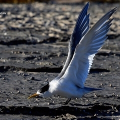 Thalasseus bergii (Crested Tern) at Dolphin Point, NSW - 21 Jul 2016 by CharlesDove