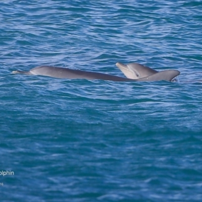 Tursiops truncatus (Bottlenose Dolphin) at Undefined - 20 Jul 2016 by CharlesDove