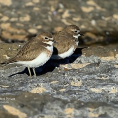 Anarhynchus bicinctus (Double-banded Plover) at Dolphin Point, NSW - 20 Jul 2016 by Charles Dove