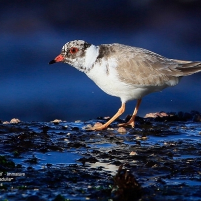 Charadrius rubricollis (Hooded Plover) at Dolphin Point, NSW - 21 Jul 2016 by CharlesDove