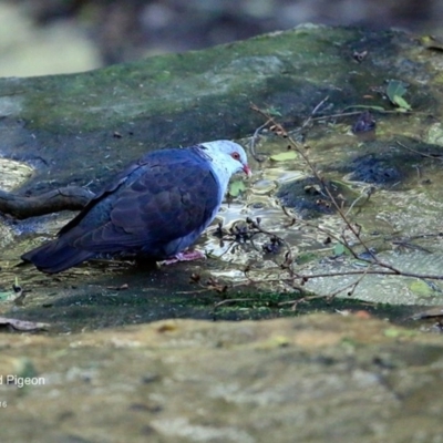 Columba leucomela (White-headed Pigeon) at Meroo National Park - 18 Jul 2016 by Charles Dove