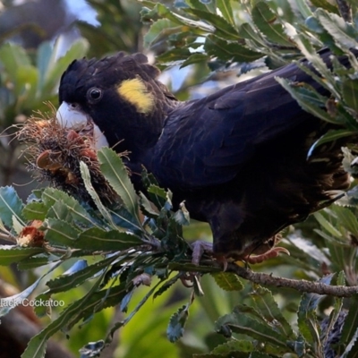 Zanda funerea (Yellow-tailed Black-Cockatoo) at Undefined - 22 Jul 2016 by Charles Dove