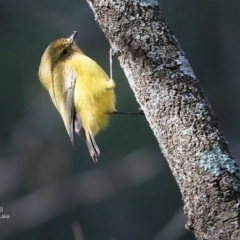 Acanthiza nana (Yellow Thornbill) at Burrill Lake, NSW - 18 Jul 2016 by Charles Dove