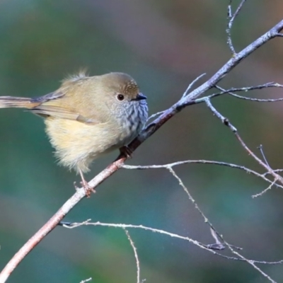 Acanthiza pusilla (Brown Thornbill) at Dolphin Point, NSW - 12 Jul 2016 by CharlesDove