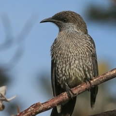 Anthochaera chrysoptera (Little Wattlebird) at Ulladulla - Warden Head Bushcare - 13 Jul 2016 by Charles Dove