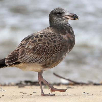 Larus pacificus (Pacific Gull) at Undefined - 14 Jul 2016 by Charles Dove