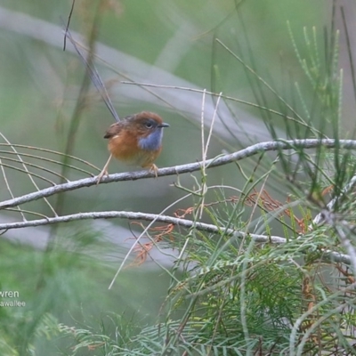 Stipiturus malachurus (Southern Emu-wren) at Garrads Reserve Narrawallee - 11 Jul 2016 by CharlesDove