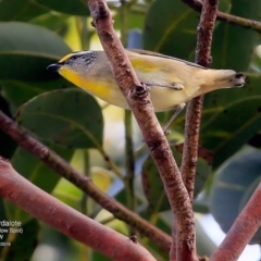 Pardalotus striatus (Striated Pardalote) at Undefined - 12 Jul 2016 by Charles Dove