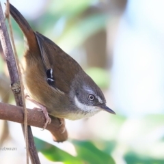 Sericornis frontalis (White-browed Scrubwren) at Red Head Villages Bushcare - 13 Jul 2016 by CharlesDove