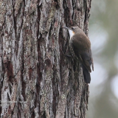 Cormobates leucophaea (White-throated Treecreeper) at Garrads Reserve Narrawallee - 11 Jul 2016 by CharlesDove