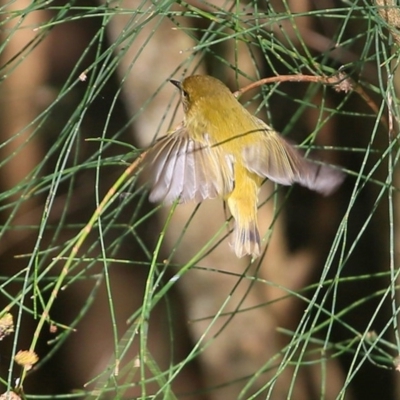 Acanthiza nana (Yellow Thornbill) at Undefined - 13 Jul 2016 by Charles Dove