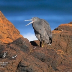 Egretta sacra (Eastern Reef Egret) at Dolphin Point, NSW - 7 Jul 2016 by Charles Dove