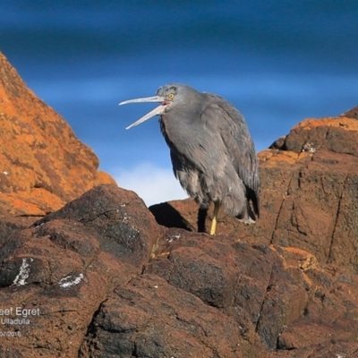 Egretta sacra (Eastern Reef Egret) at Dolphin Point, NSW - 7 Jul 2016 by Charles Dove