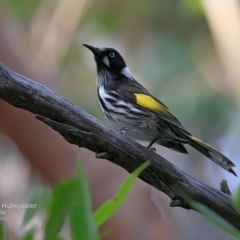 Phylidonyris novaehollandiae (New Holland Honeyeater) at South Pacific Heathland Reserve - 4 Jul 2016 by Charles Dove