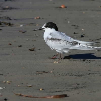 Sterna striata (White-fronted Tern) at Batemans Marine Park - 6 Jul 2016 by CharlesDove